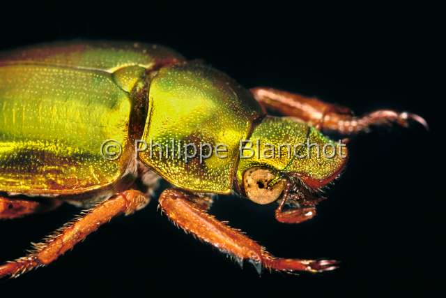 Anoplognathus parvulus.JPG - in "Portrait d'insectes" ed. SeuilAnoplognathus parvulusRutelideChristmas beetleColeopteraRutelidaeAustralie